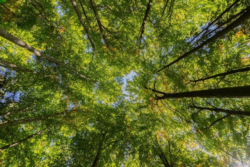 Floral Canopy